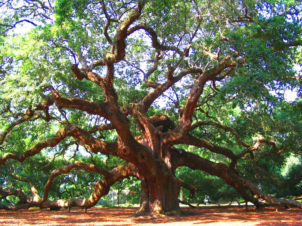 Angel Oak