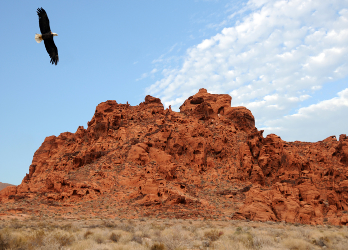 Nevada Convention Services