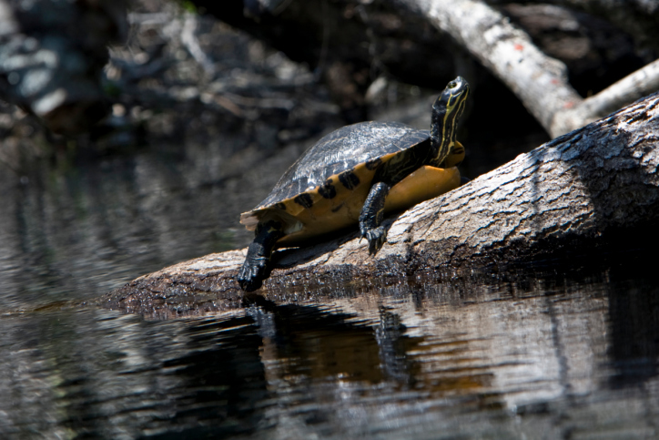 Okefenokee Swamp
